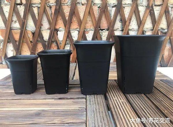 盆栽种植番茄的13个技巧, 能让你的番茄不断结果