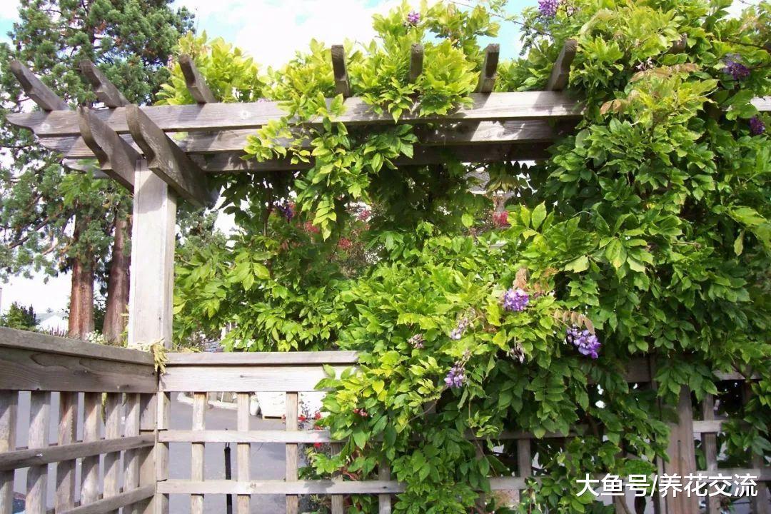 在院子里种出开满整个墙壁的紫藤花, 掌握这些技巧就足够了
