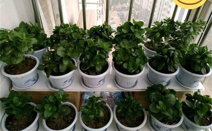 长寿养2年不开花, 净装菜, 原因都出在这了!