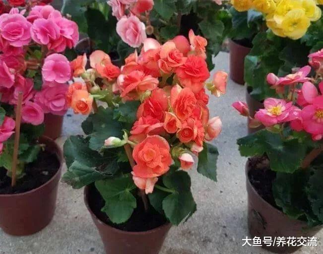 盆栽的秋海棠养在室内不注意这5个问题, 难你养不好