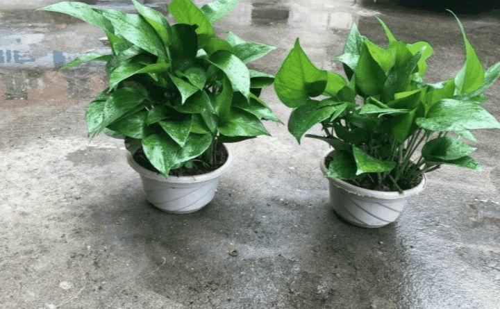 教你几招, 夏天绿萝这么养, 想黄叶都难!