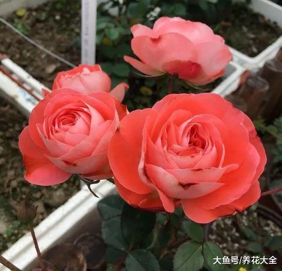 还在犹豫养什么花? 不如试试这8种月季, 好看又好养!