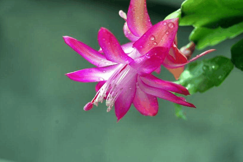 蟹爪兰开花惊艳, 可也真不好养, 其实花盆底下加点水就能“解决”!