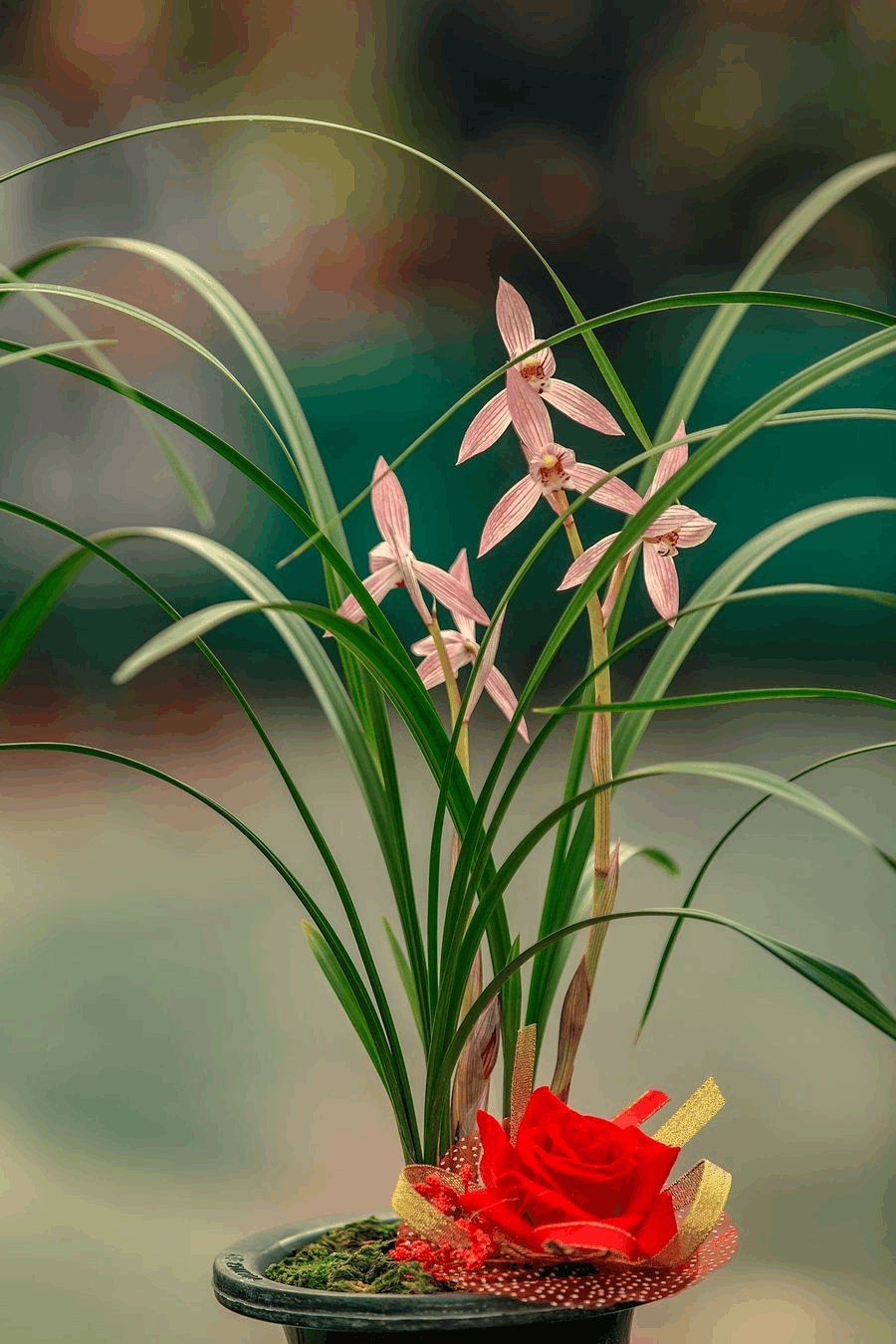 家里兰花养了2年还不开花, 注意这5点, 开花不用愁!