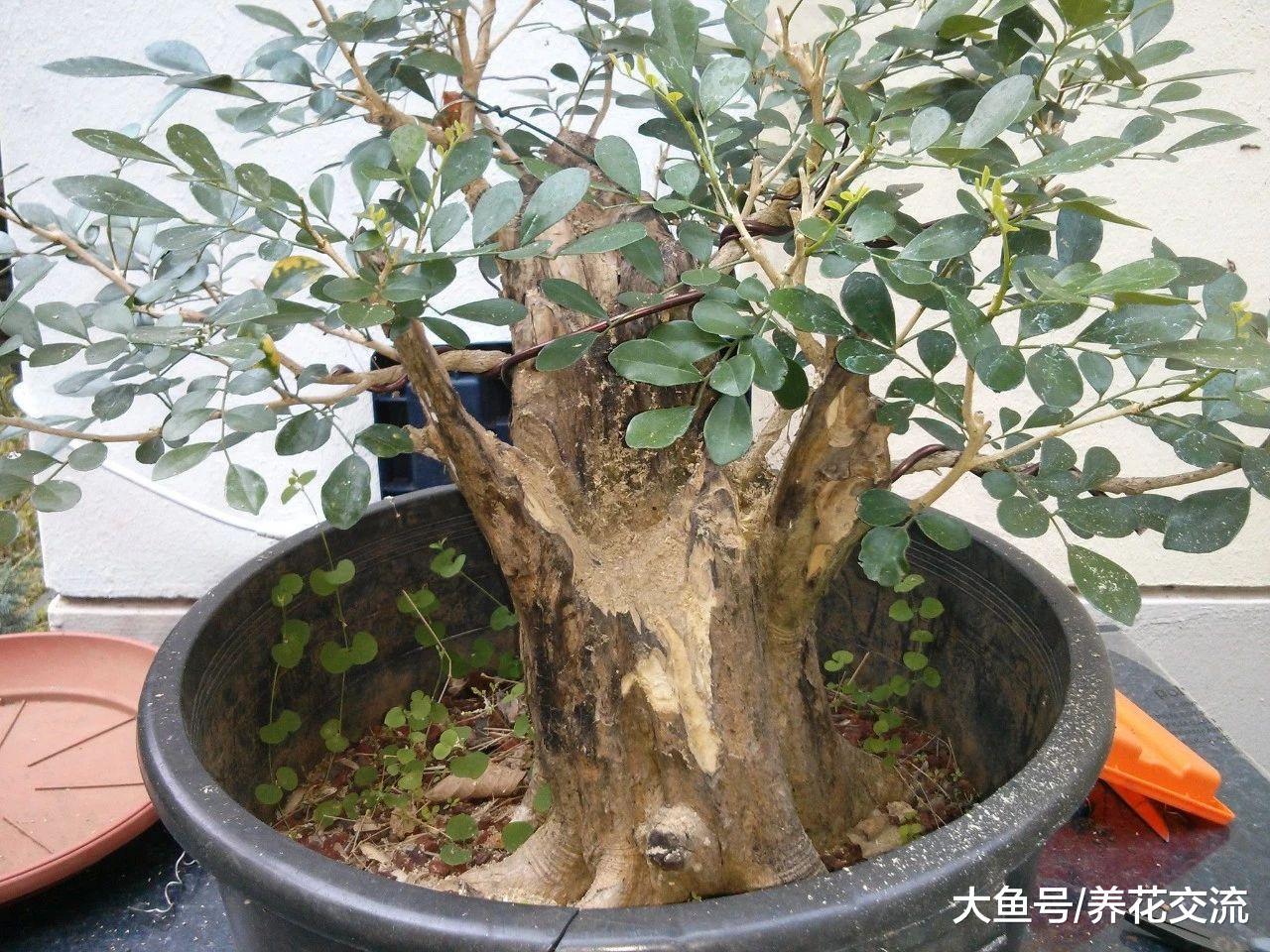 这些植物养家里可以改善空气质量, 将室内变得更加清新