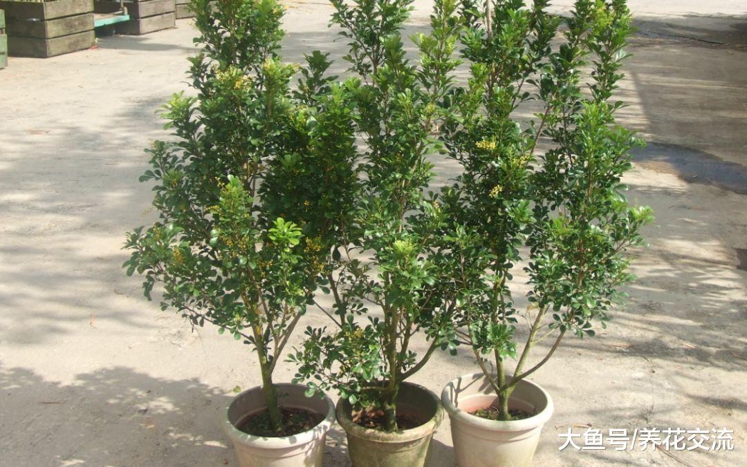 米兰用这些技巧养护, 可以保持常年开花, 花朵带迷人清香