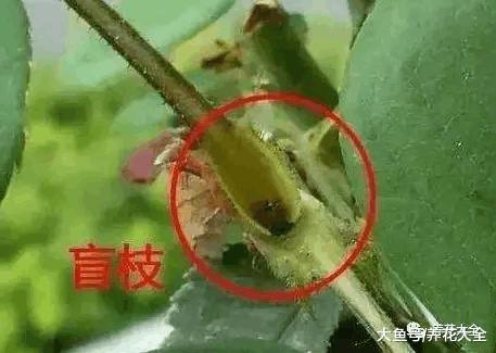 花谢后这么做, 3天窜出8个芽, 20天就爆盆!