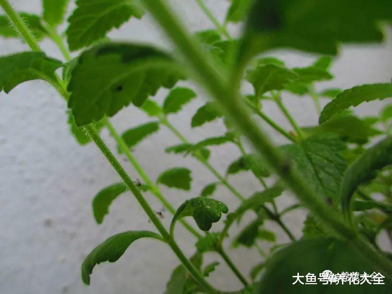小黑飞杀不净? 阳台养盆它, 再也不愁花招虫!