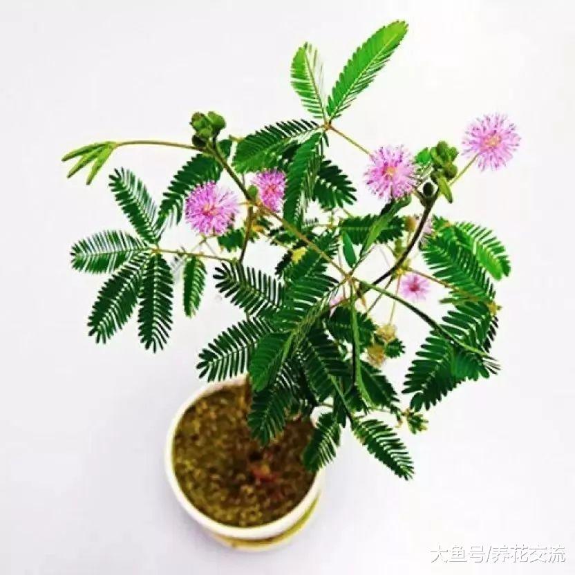 10种特别有趣的植物, 花友们看着就想养一盆