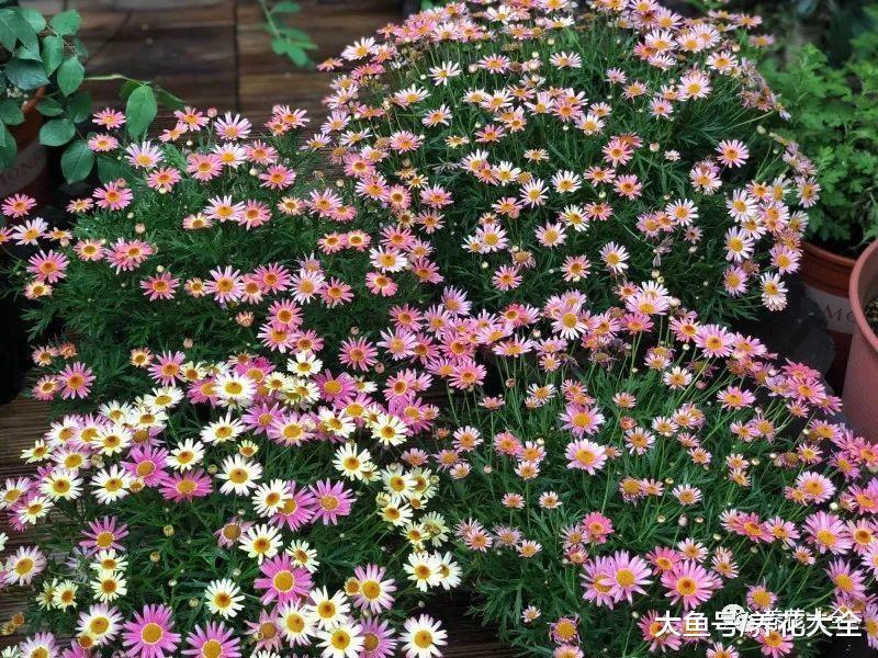 养玛格丽特, 简单一修剪, 开成一个大花球!