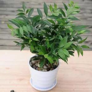 养一盆植物还能跟人的五行风水有着这么大的关联, 后悔完知道!