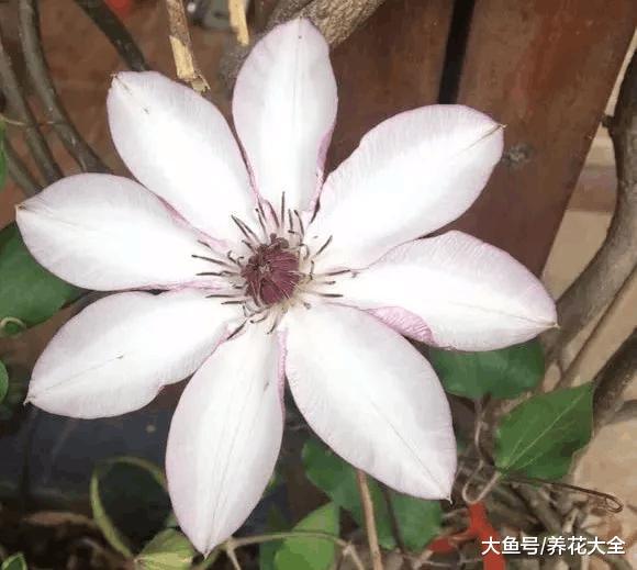 这6种花随便扔土里就能活, 365天开花不断, 3岁小孩都能养!