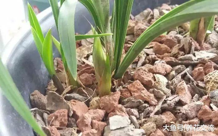 咖啡渣的6种园艺作用, 生活肥料变成养花的好东西