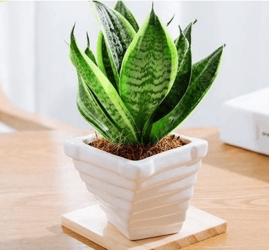 冬天“虎皮兰”这么养, 喂上它, 嫩芽蹿成大叶片!