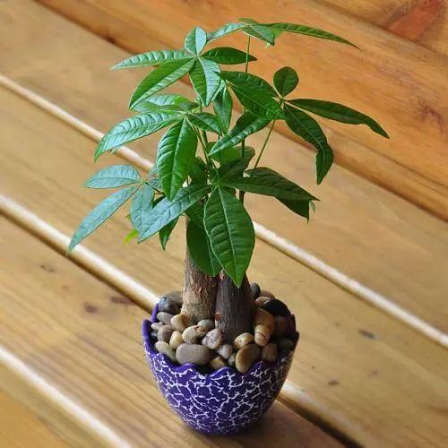 薄荷叶为什么发黑? 绿萝叶子怎么会发黄? 居家常见植物十大问题解答!