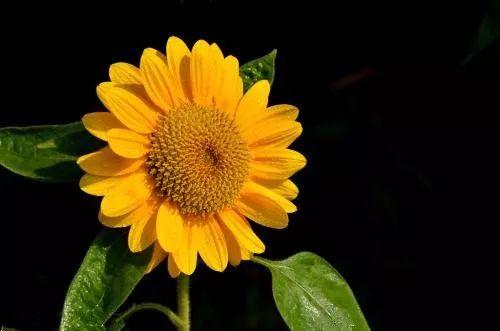 花友们都知道世界各国的国花是那些吗? 说不定你家正养着呢!