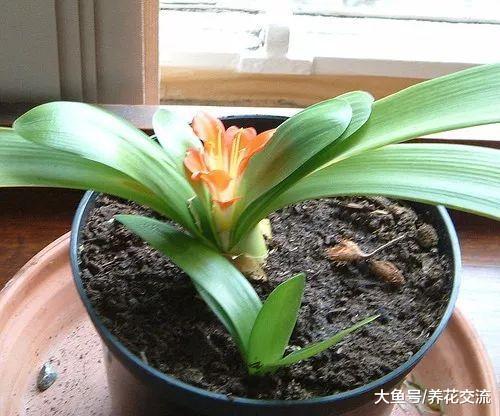 君子兰用这些方法养护才能每年开花, 需要做好5点