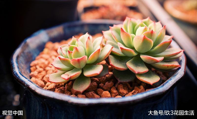 如何让瓷盆和釉盆在种花的时候更加透气?