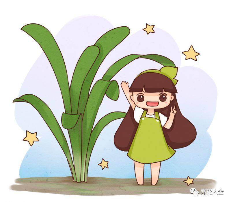 君子兰度夏攻略, 学一招, 叶绿花多爆盆快!