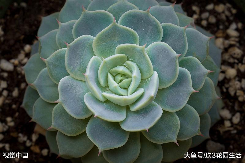 如何根据多肉植物的形状分类