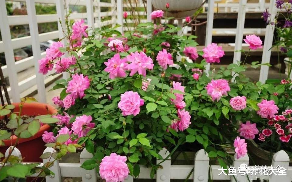 不知道该养什么花? 那就试试这6种, 半个月就能开满盆!