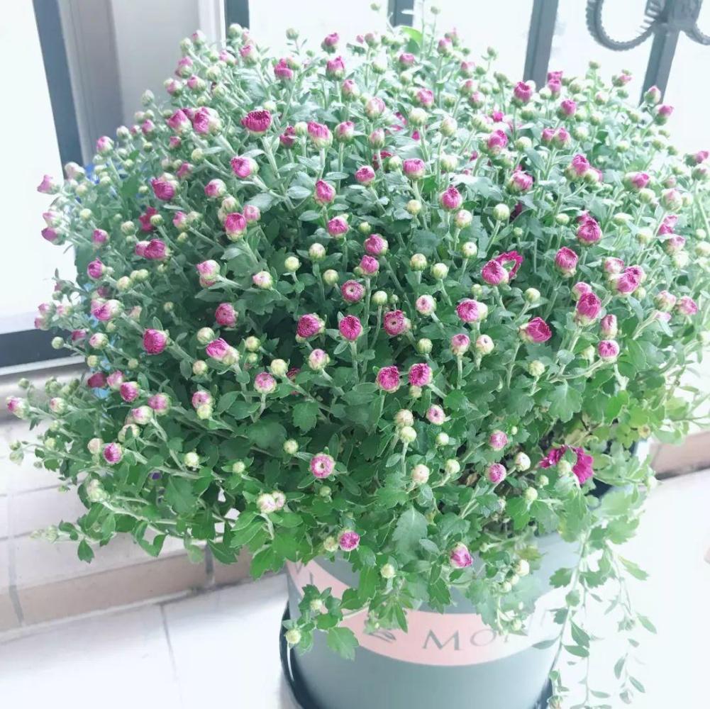 这3种花是“劳模”, 天越冷越爱开, 花多得让人嫌弃!