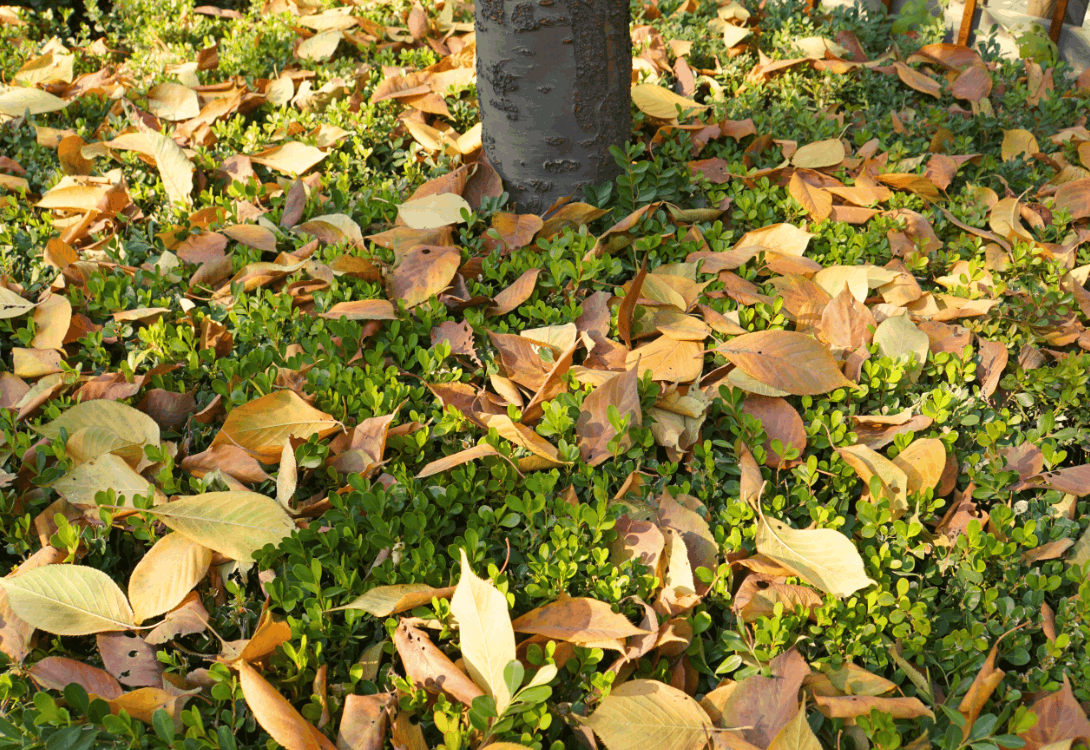 趁着出门赏秋, 捡点树叶回来, 连肥料都省了!