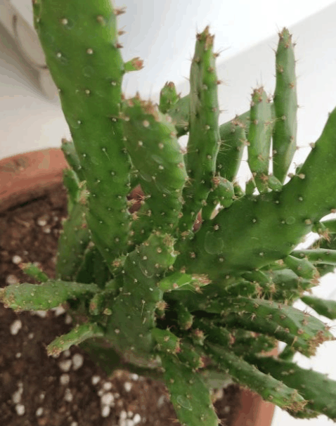 远看像假山, 这个仙人掌, 一株可以养出好几盆!