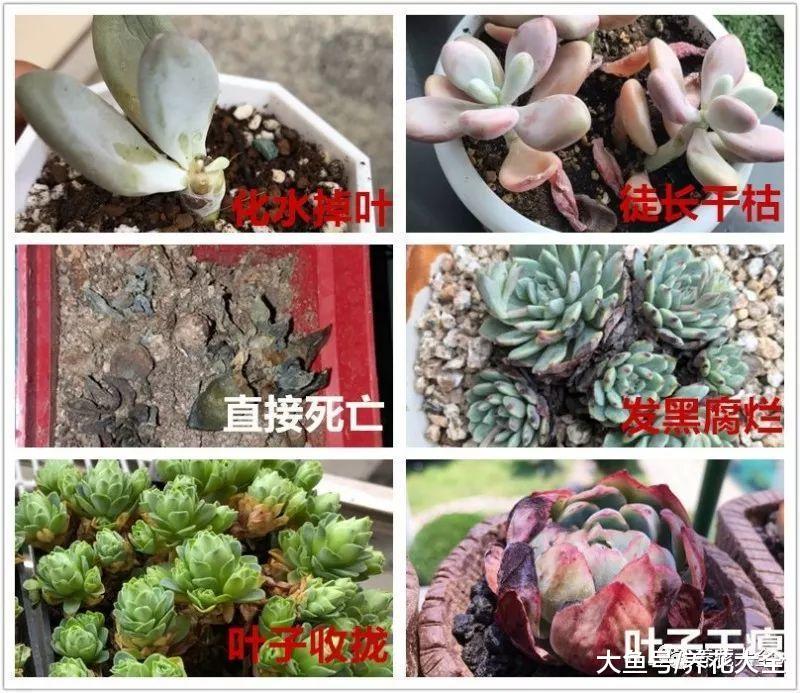 多肉到了休眠期, 注意这几点, 让你的肉肉越长越美!