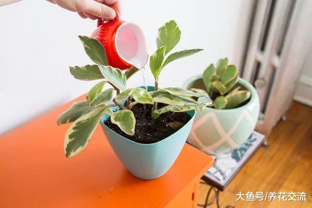 紫边碧玉的叶子发黄是什么状况, 为什么叶片刚长出来就变黄