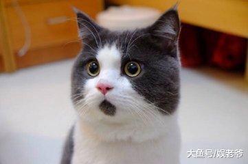 明星语录画风清奇, 杨颖居然这样评价自己外貌?