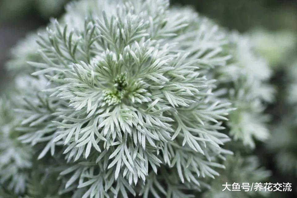 这些银色的植物很适合养院子或阳台上, 变成高档的景观植物