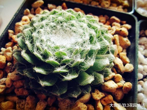 家居养花之多肉植物——蛛丝卷绢