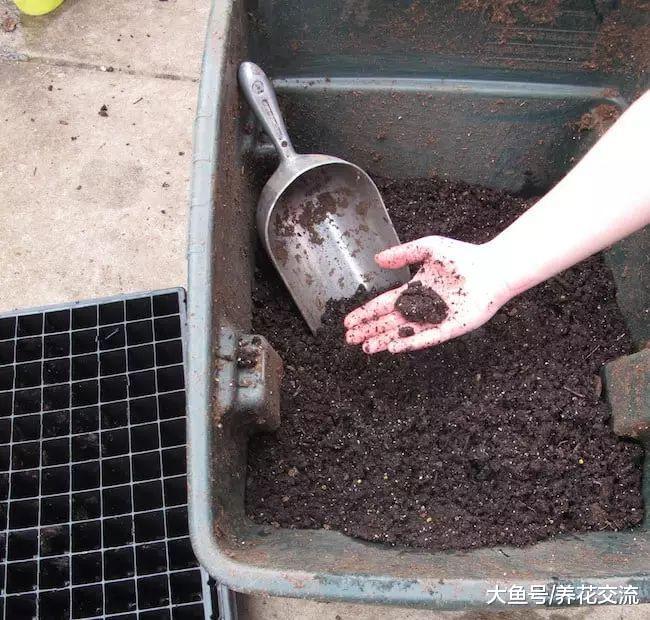 盆栽养护的番木瓜能养出梨形的果子, 吃完的木瓜籽可以直接播种