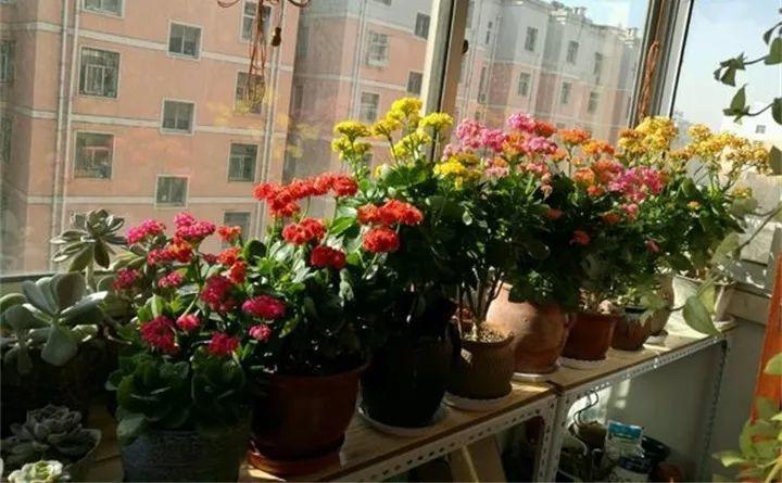 长寿养2年不开花, 净装菜, 原因都出在这了!