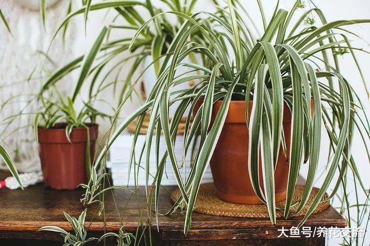 在家里养盆栽植物注意8大事项, 再没有花卉养死, 还能不断繁殖
