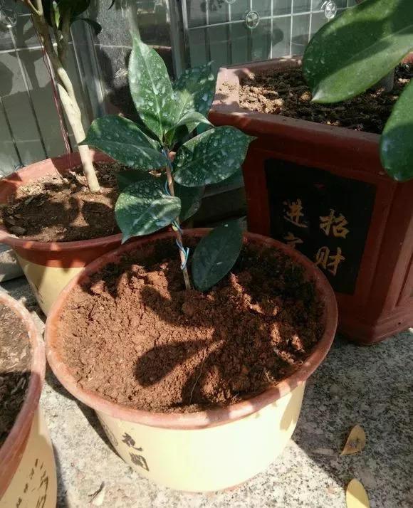 花盆太深真要命, 长寿君子兰养1盆死1盆, 赶紧换!