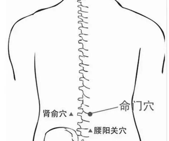 肾俞穴:位于人体的腰部,第二腰椎棘突下,左右二指宽处.