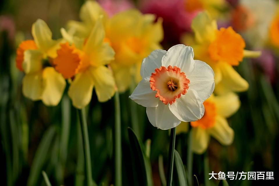 今年的水仙花已上线! 原来它还有个名字叫: 凌波仙子