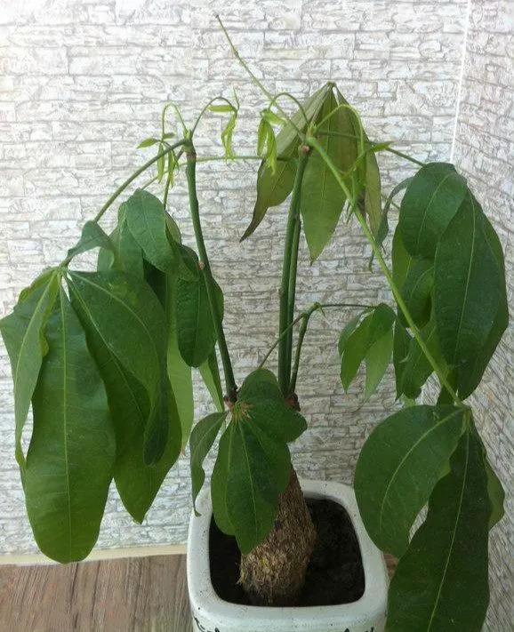 这10种花别乱浇水, 水浇的越多死的越快!