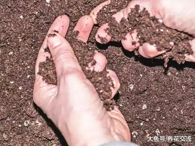 室内播种要注意这些事项, 保证每种植物花卉更好地进行培育