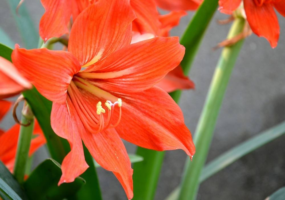 “朱顶红”冬天这样养, 开花成“花球”, 一盆变多盆!