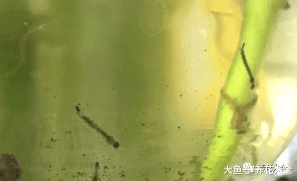 水培瓶里放条鱼, 根肥叶绿不招虫!