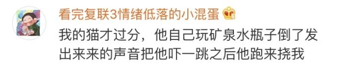 当猫咪暴躁起来, 它能骂你一宿