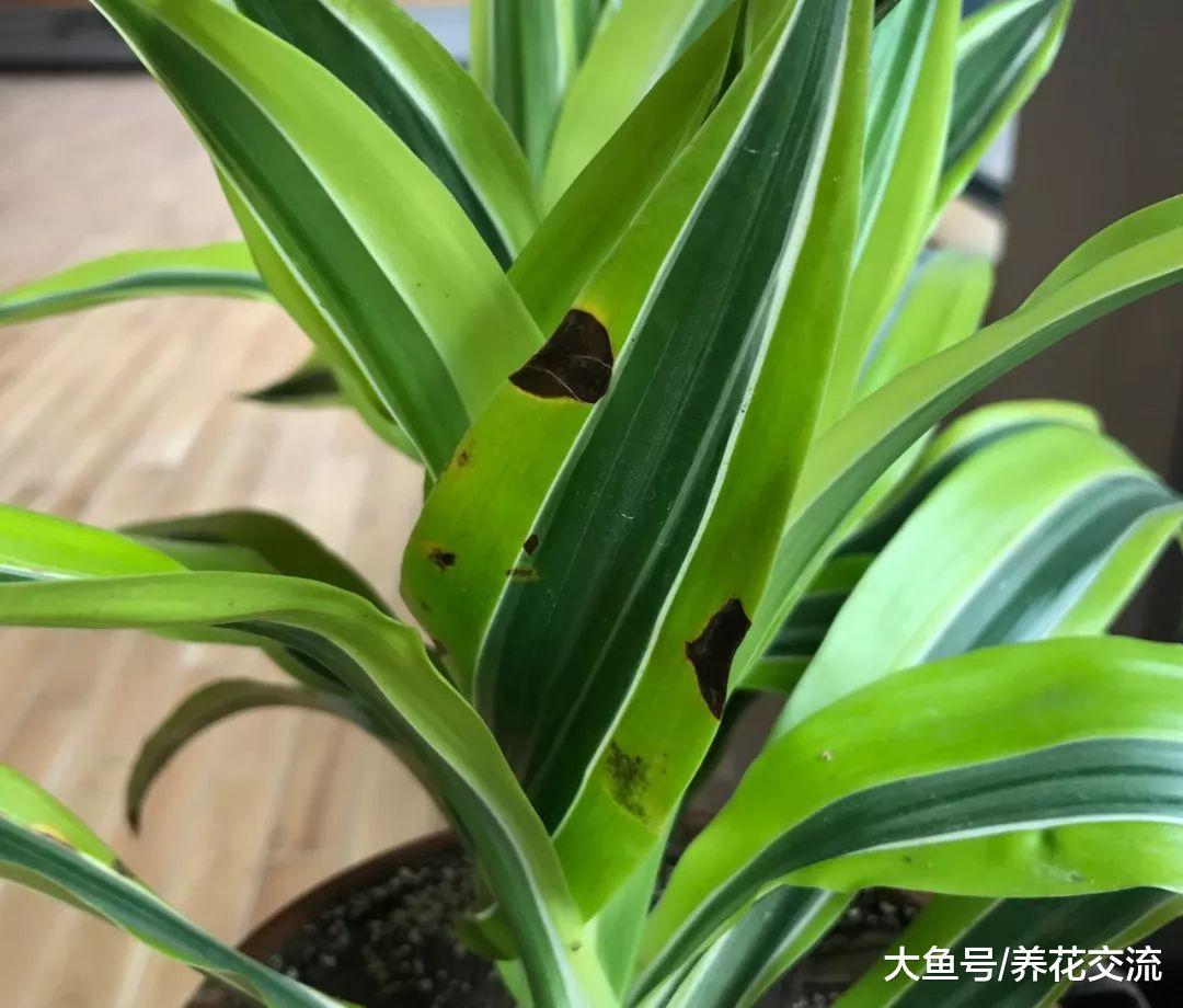 土面上老是长白毛, 盆栽植物防治土壤长霉菌的几种秘诀