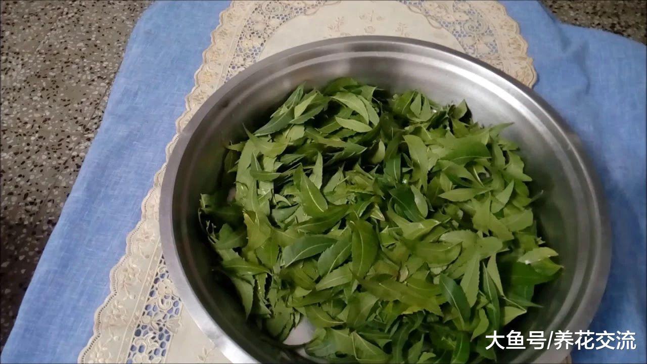 这种树的种子、树皮和叶子都可以用来杀虫, 在家里就可以制作