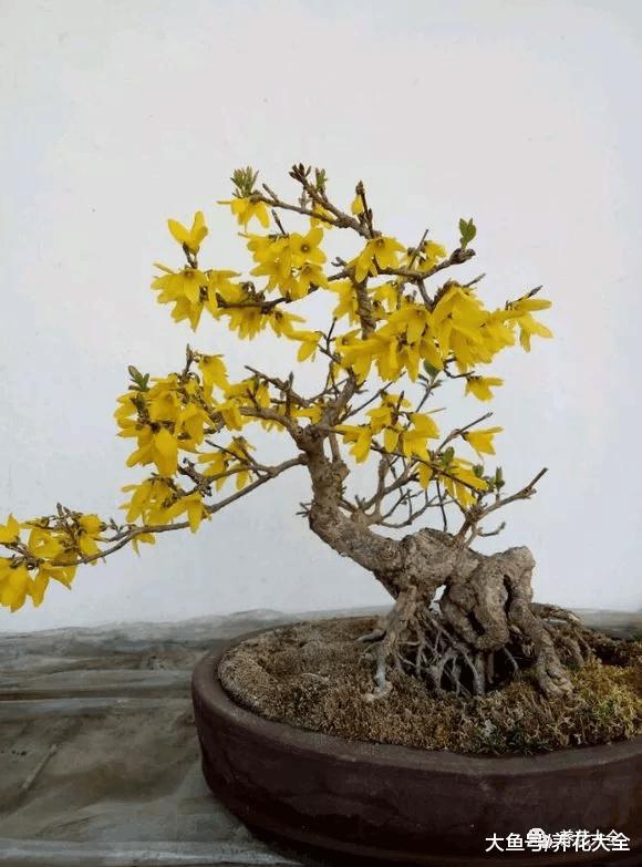 牡丹? 芍药? 这你都分不清, 还怎么踏青赏花!