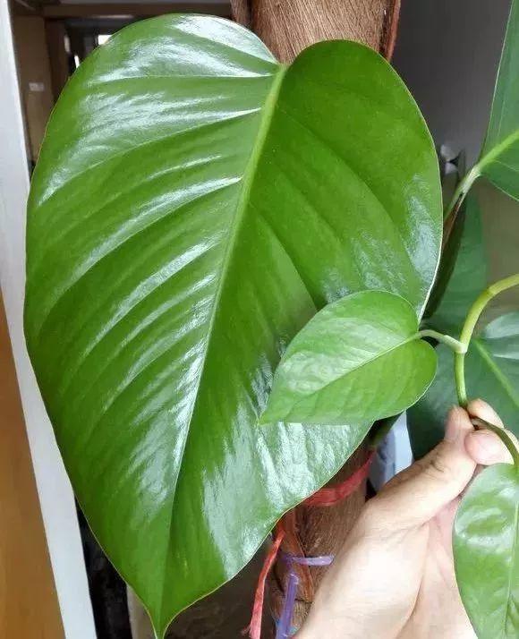 绿萝绑根绳, 一口气窜3米, 叶子比脸还大!