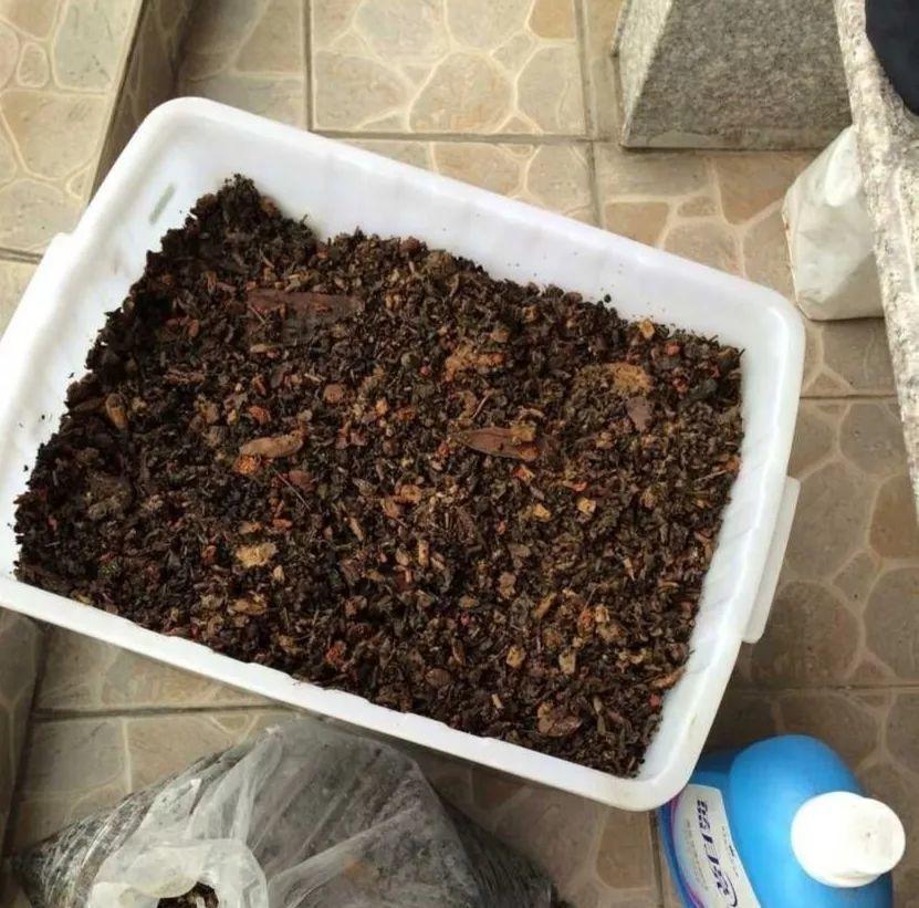给花吃点美容药, 不黄叶不烂根, 一茬一茬开不停!