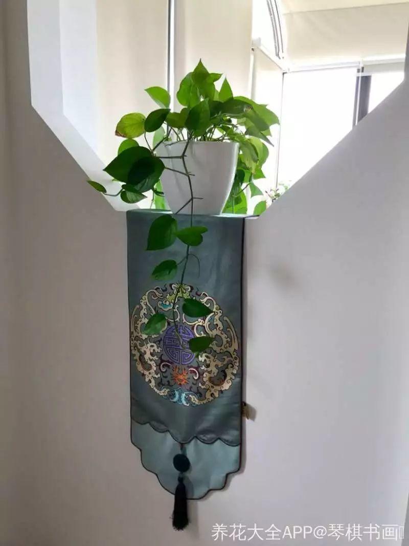 客厅角落摆上1盆花, 邻居朋友羡慕得眼红, 纷纷模仿!